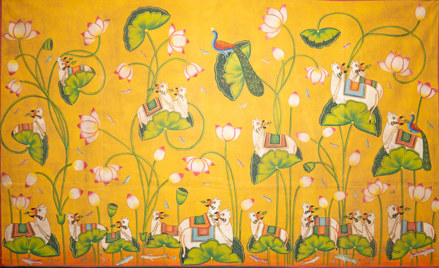 Daffodil paradise